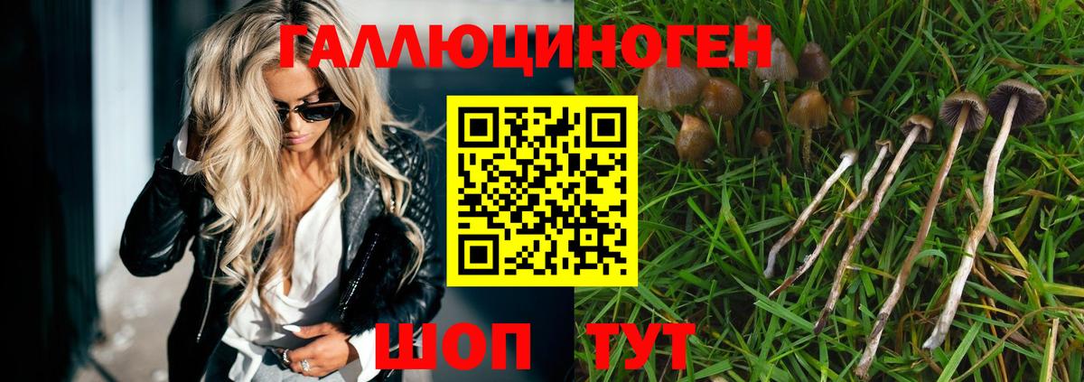 Курган  Псилоцибиновые грибы GOLDEN TEACHER  где можно купить наркотик  Псилоцибиновые грибы Cubensis  Вход с VPN 